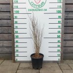 Granátové jablko (Punica granatum) ´ACCO´ - výška 70-90 cm, kont. C9L (-16°C)